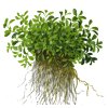 Glossostigma elatinoides