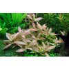 Hygrophila polysperma 'Rosanervig'