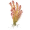 Rotala wallichii