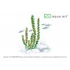 8200 Rotala sp.'Pearl' Aqua Art