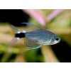 Hyphessobrycon elachys %22Reed tetra%22