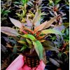 Cryptocoryne sp. 'Sunset' 221480 0 pr