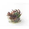 AQS Cryptocoryne sp %22Purpurea%22 PB050947