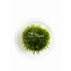 Taxiphyllum sp. 'Giant' In Vitro Cup 017100