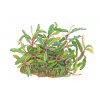 Bucephalandra sp. "Needle Leaf"