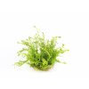 AQS ada BIO Rotala wallichi Longleaf IMG 7592