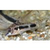 Corydoras habrosus