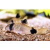 Corydoras panda