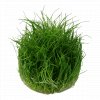 Eleocharis pusilla "Mini"