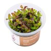 Bacopa salzmannii %22Purple%22