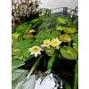 Nymphaea "Pygmaea Alba"