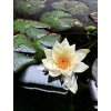 Nymphaea "Pygmaea Alba"