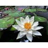 Nymphaea "Pygmaea Alba"