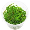 imgi 40 persicaria sp pak chong in vitro