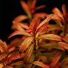 imgi 47 rotala ramosior sunset~2
