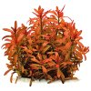 imgi 5 rotala ramosior sunset