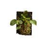 lepanthes fesisxribes