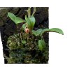 Lepanthes o