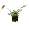 Lepanthes corrugata