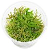 imgi 38 ludwigia inclinata var verticillata white in vitro