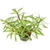 imgi 3 ludwigia inclinata var verticillata white