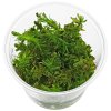 imgi 43 rotala wallichii bangladesh in vitro