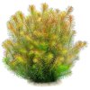 imgi 5 rotala wallichii bangladesh