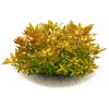 imgi 3 ludwigia polycarpa
