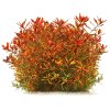 imgi 6 ludwigia repens arcuata