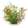 imgi 4 ludwigia lacustris (1)