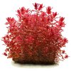imgi 3 rotala macrandra variegated