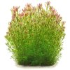 imgi 4 rotala rotundifolia shimoga