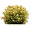 imgi 5 limnophila cf hippuridoides mini