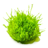 imgi 10 imagegen (2)