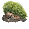 imgi 11 imagegen (3)