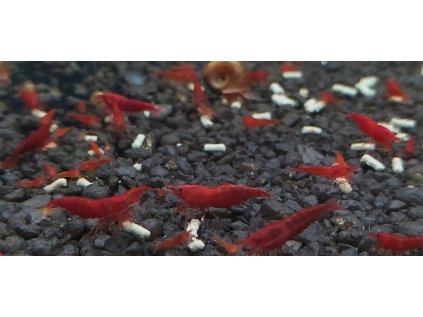neocaridina bloody mary