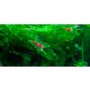 Caridina Super Crystal Red 2