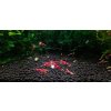 Caridina Super Crystal Red 1