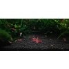 Caridina Super Crystal Red 3
