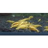 Neocaridina Yellow Neon 2
