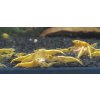 Neocaridina Yellow Neon