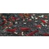 Neocaridina davidi Bloody Mary