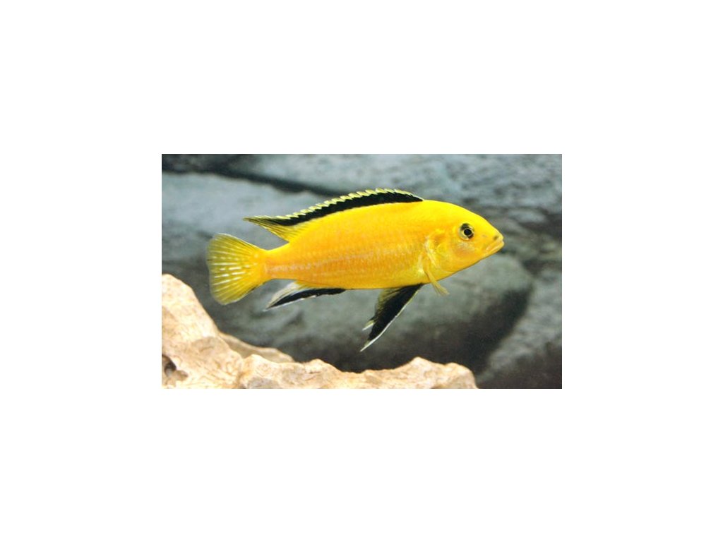 Labidochromis yellow - Tlamovec žlutý