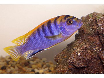 Labidochromis hongi red - Tlamovec hongi red