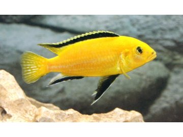 Labidochromis yellow - Tlamovec žlutý