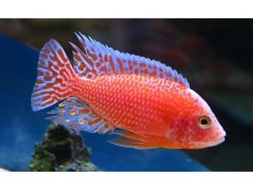 Aulonocara sp. Rubin Red - Tlamovec aulonocara Rubin Red