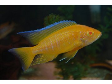 Aulonocara Lemon Jake Albino Tlamovec citronový