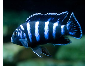 Pseudotropheus demasoni - Tlamovec demasoni