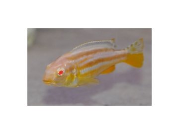 Melanochromis auratus Albino Tlamovec pestrý Albino