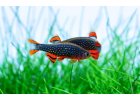 Dánio perlové Danio margaritatus